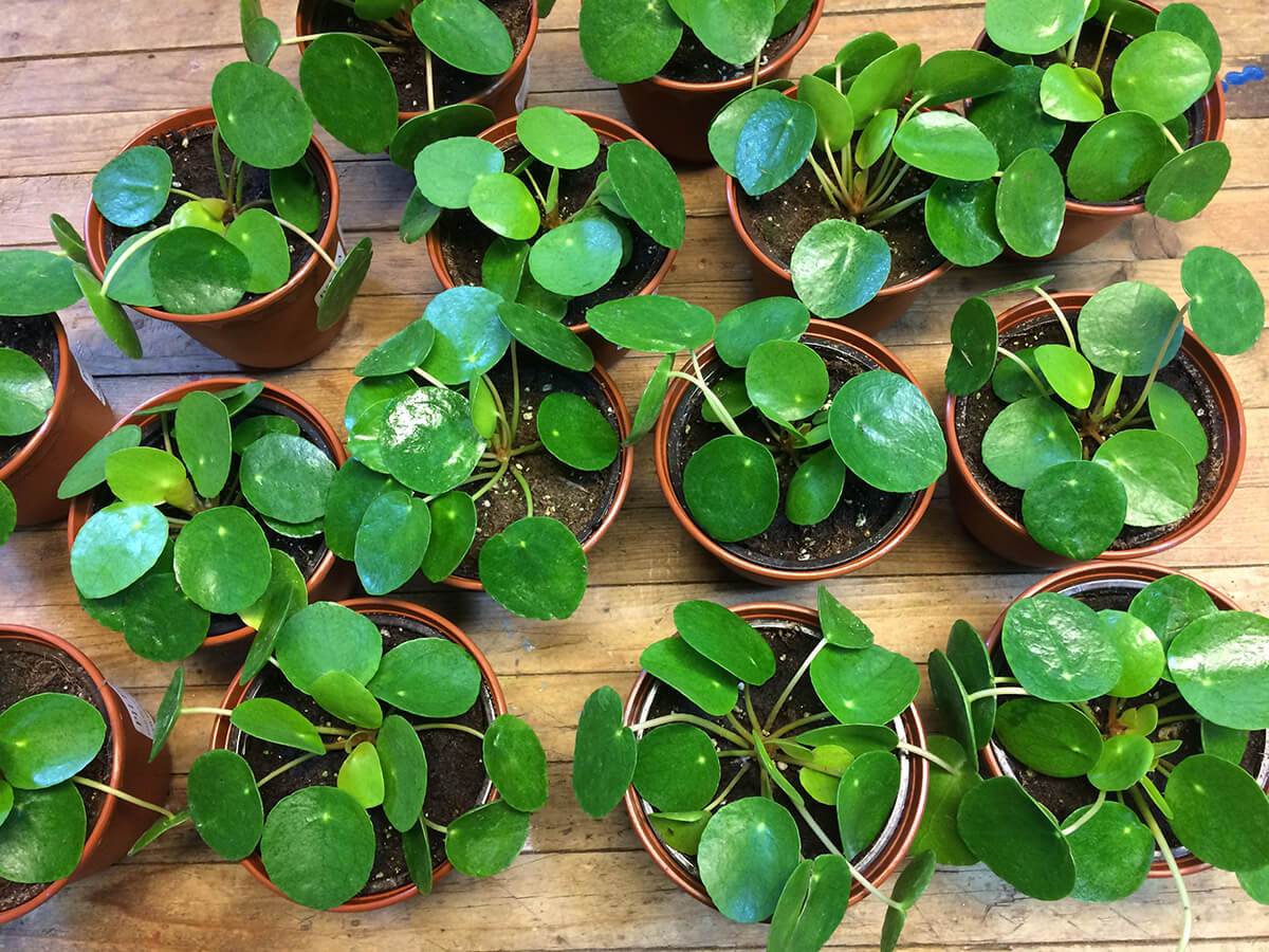 Pilea une plante succulente parfaite pour la main verte des apprentis