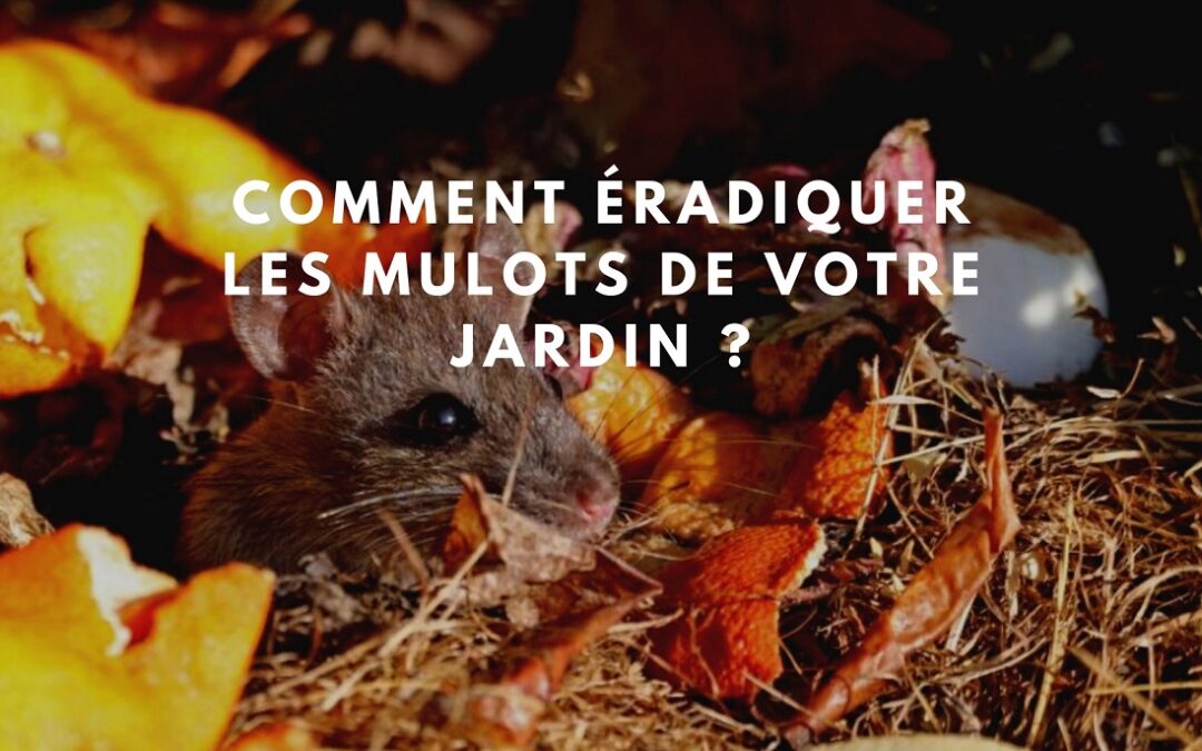 Voici comment vous débarrasser des mulots naturellement