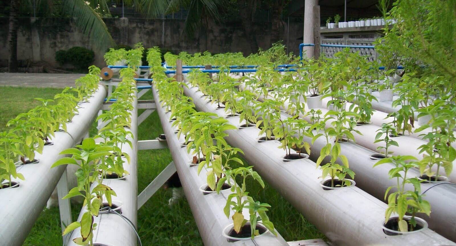 avantages de l’hydroponie