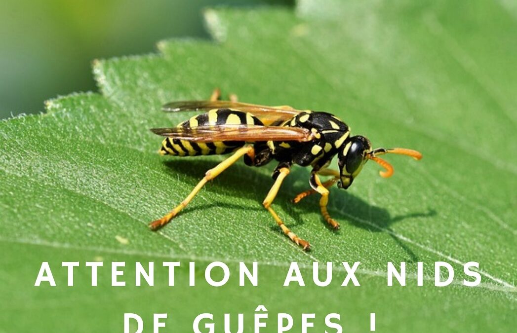 Ce qu’il faut savoir si vous avez un nid de guêpes chez vous