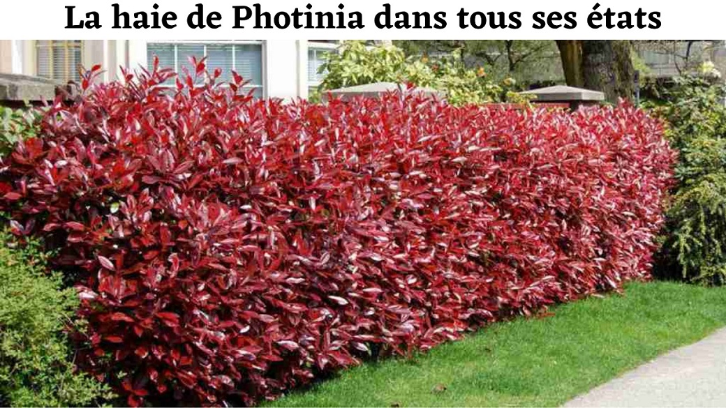 haie de Photinia