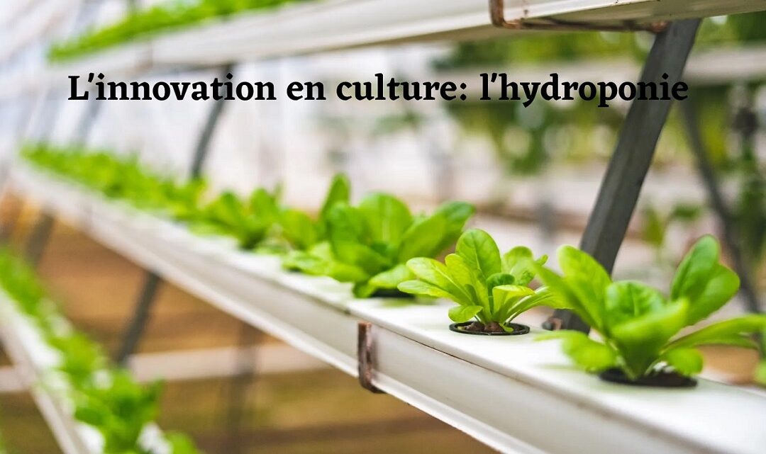 Innover Dans Le Mode De Culture Des Plantes