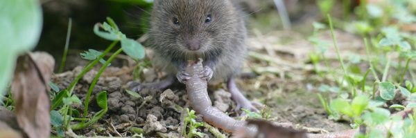 Comment reconnaitre un rat taupier et comment s’en débarrasser ?