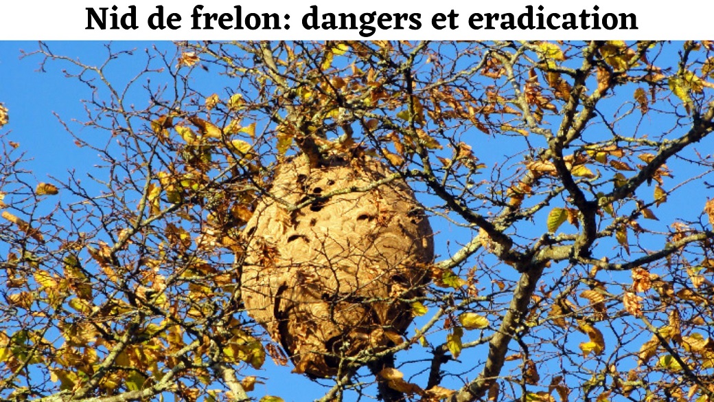 Comment savoir si on a un nid de frelon et comment s’en débarrasser ?