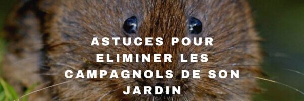 Comment reconnaitre un rat taupier et comment s’en débarrasser ?