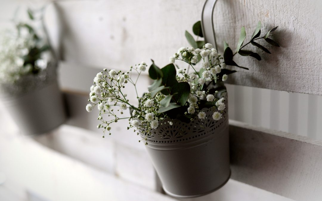 Prix, taille et entretien du Gypsophile ou souffle de bébé