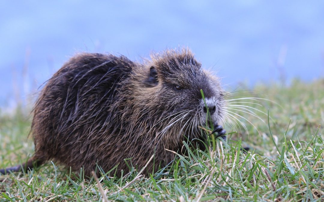 Ami ou ennemi ? Les rats taupiers nus peuvent le savoir grâce à un couinement unique