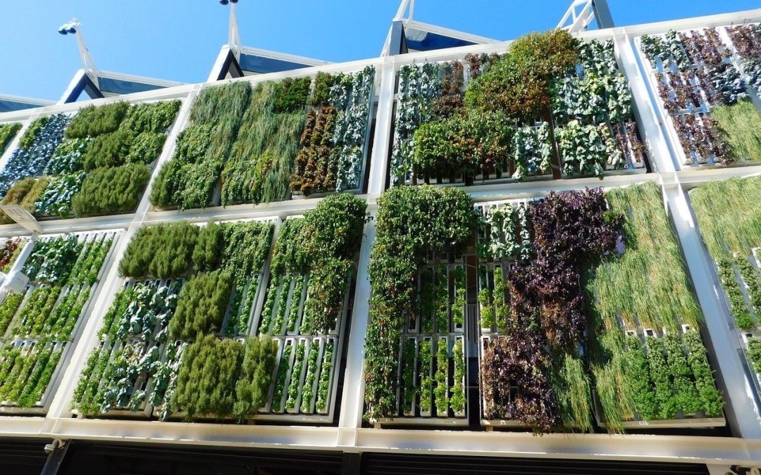 Changements dans les jardins verticaux