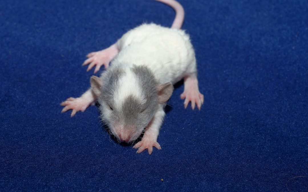 La longue et étrange vie du plus vieux rat taupe nu du monde