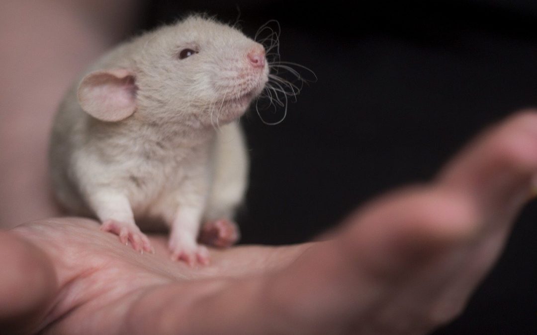 Des rats taupes nus défient la loi biologique du vieillissement