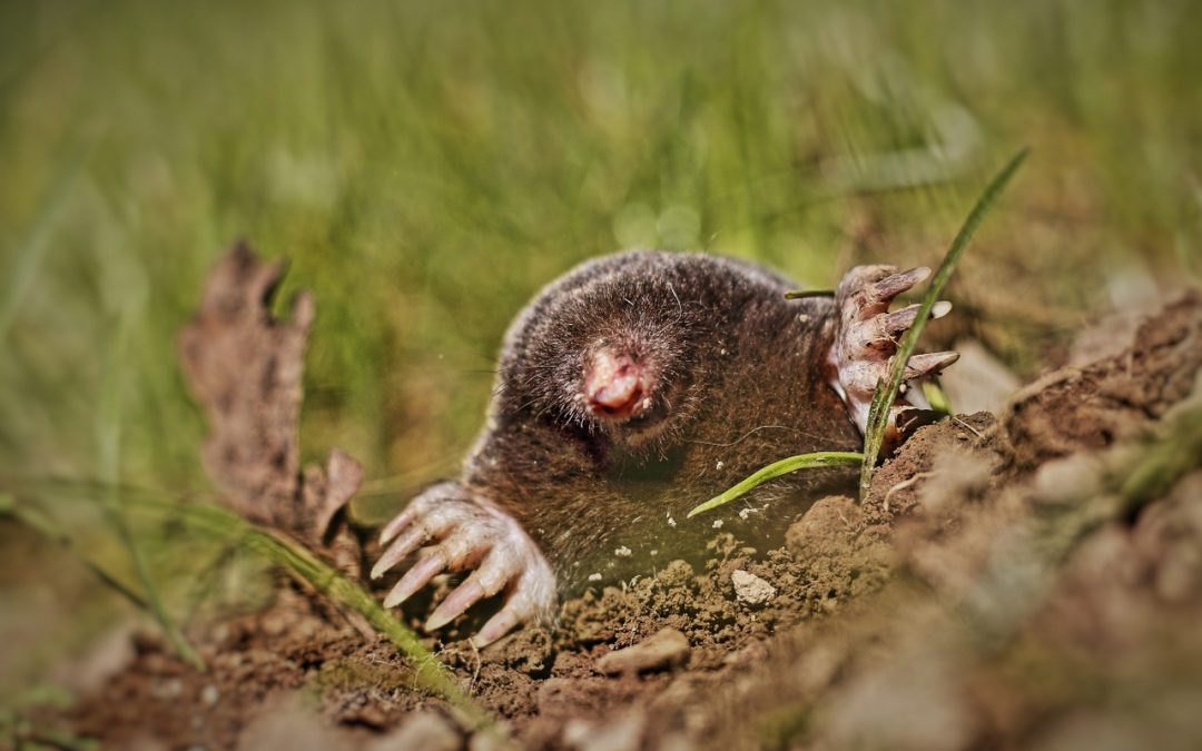 Les rats-taupes nus parlent dans des dialectes uniques à leurs colonies