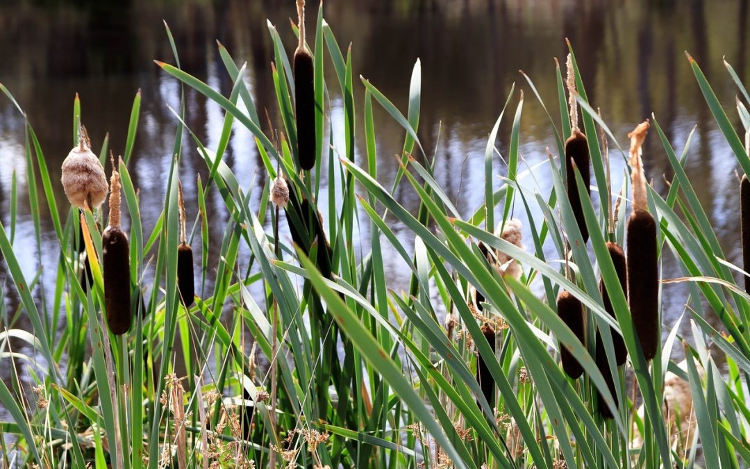 Les avantages et les inconvénients des moquettes en seagrass