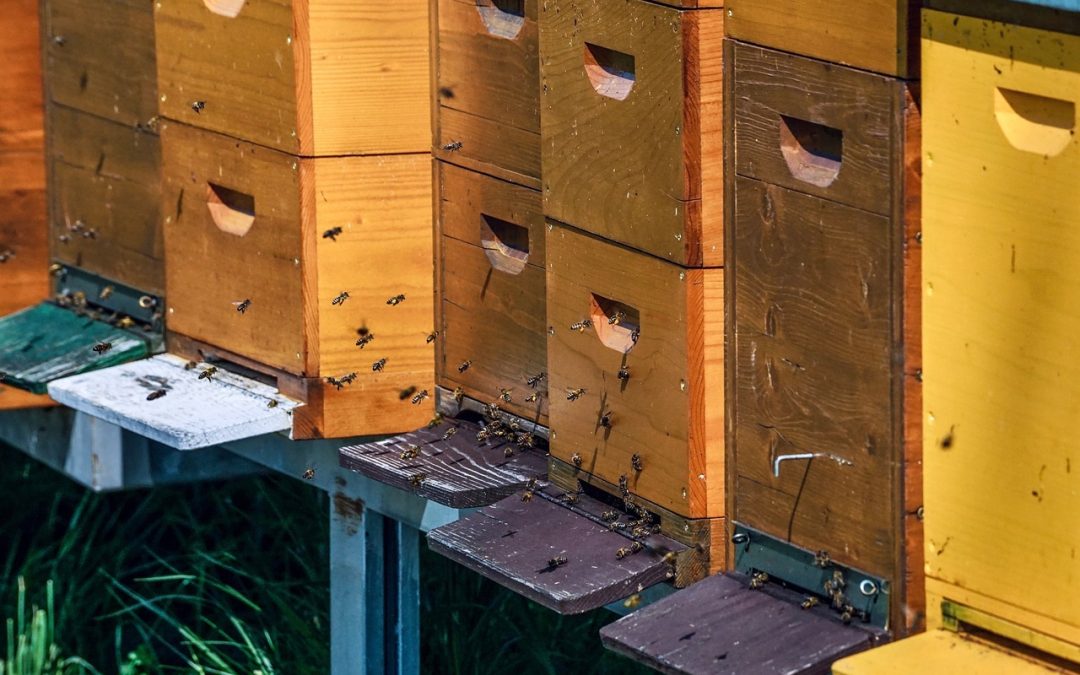 Les spécificités des nourrisseurs pour ruche