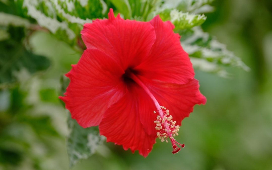 Comment bien entretenir un hibiscus?