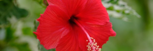 Comment bien entretenir un hibiscus?