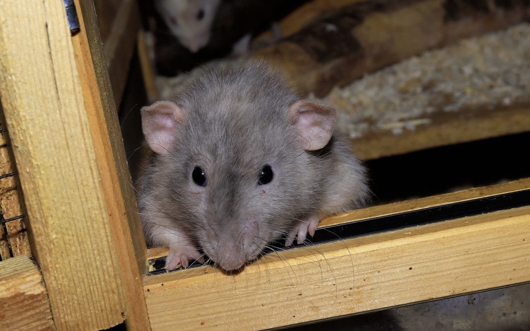 Ma maison est infestée de rats !Que dois-je faire ?