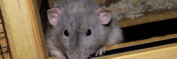 Ma maison est infestée de rats !Que dois-je faire ?