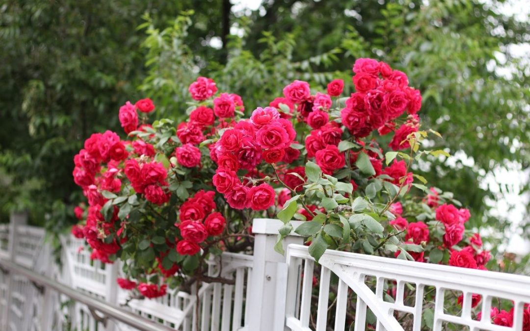 Des astuces pour choisir la clôture de votre jardin