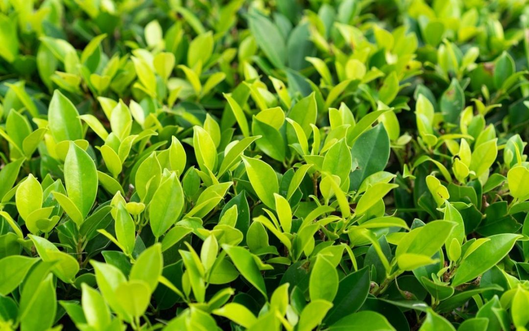 Murs végétaux, solution idéale pour ramener de la verdure en intérieur