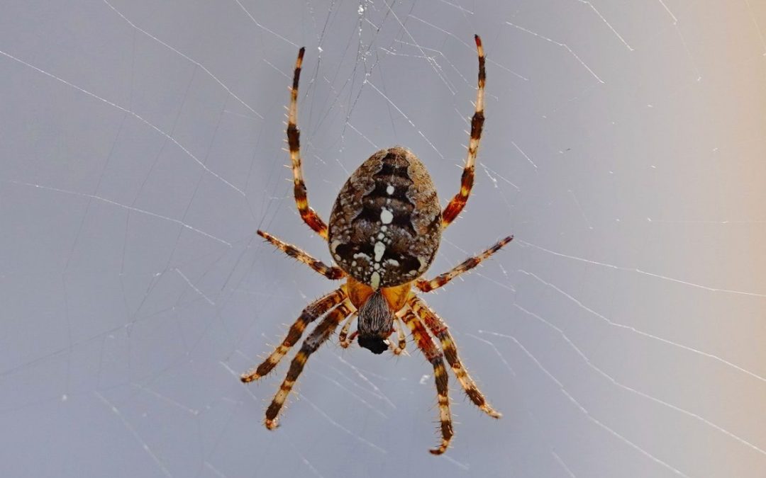 Comment se débarrasser naturellement des araignées ?