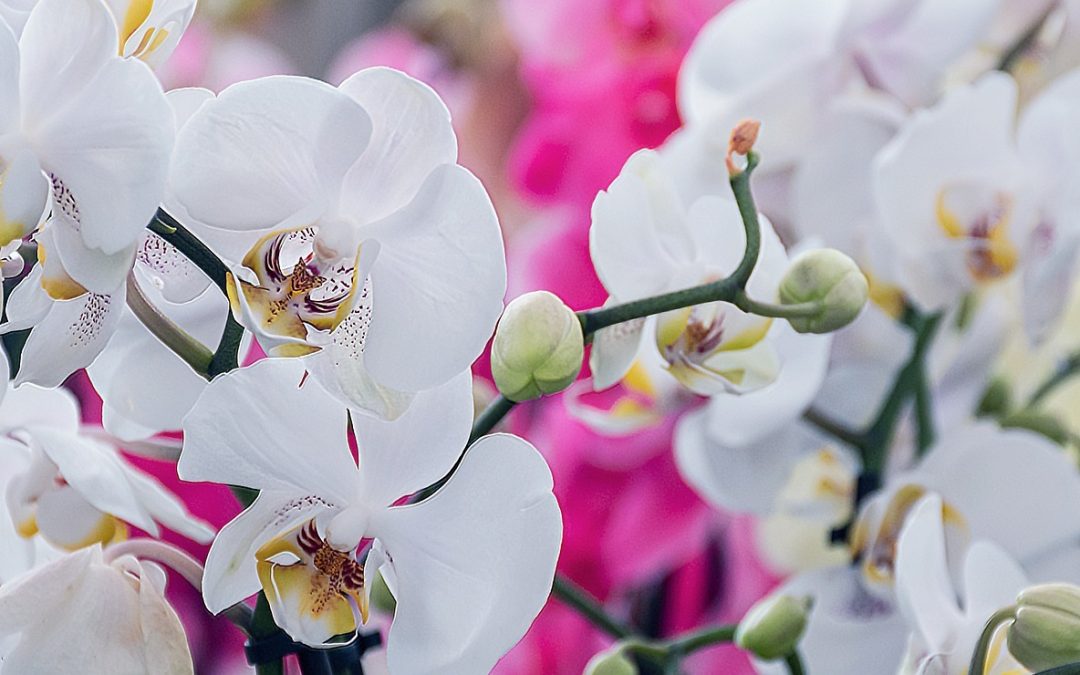 Conserver et entretenir une orchidée (température, arrosage, lumière…)