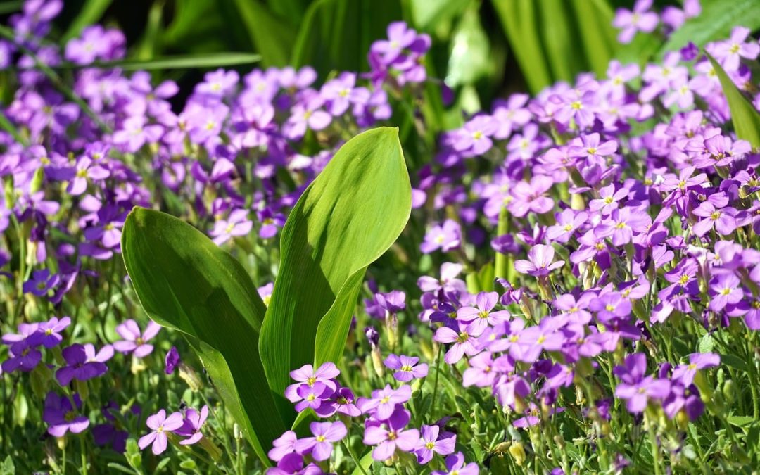 Plantez une haie dans votre jardin pour le confort, la sécurité et l’esthétique