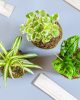 Comment faire un Kokedama ? Mon retour d’expérience