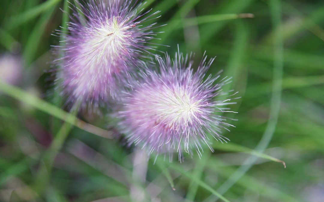 Pennisetum : les meilleurs conseils pour l’entretien