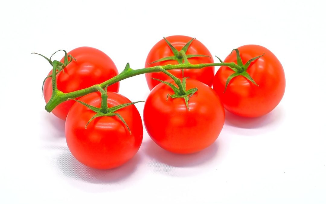 Tomate saint pierre : tout savoir sur son entretien