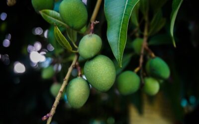 Cultiver le vert à la maison : Apprendre à planter un noyau de mangue en quelques étapes faciles
