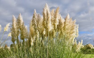 De la graine à la plénitude : combien de temps pour une herbe de la Pampa épanouie ?