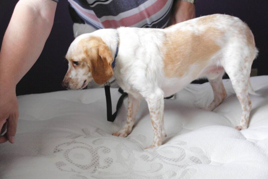 détection canine punaises de lit chien nuisibles infestation