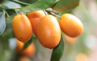 Kumquat, le petit agrume qui va transformer votre maison
